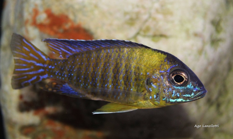 Aulonocara stuartgranti 'Undu Reef'